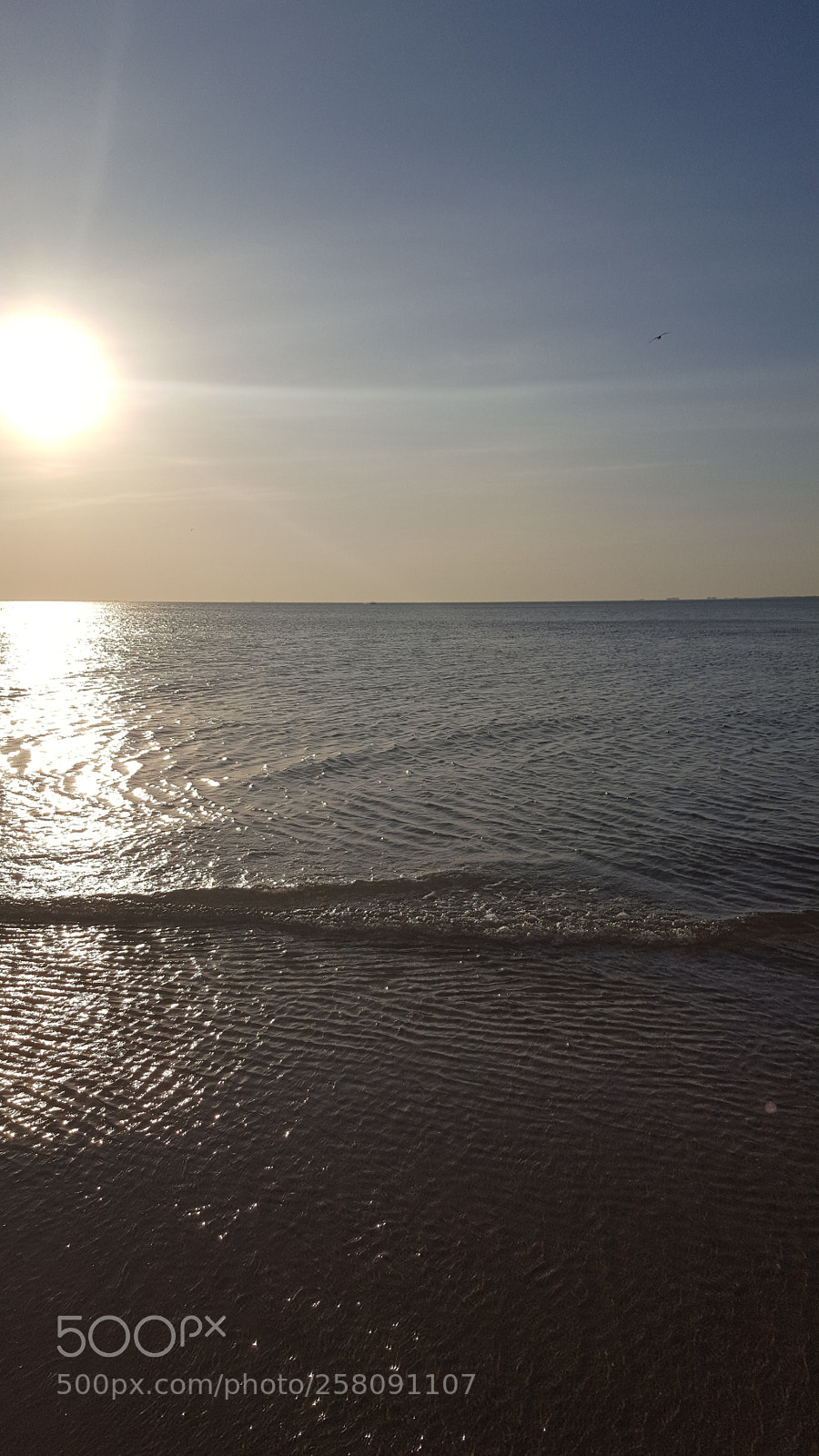 Samsung GALAXY S6 edge sample photo. Sun tern photo photography
