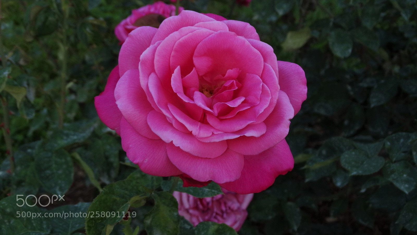 Sony Cyber-shot DSC-HX300 sample photo. Pink photography