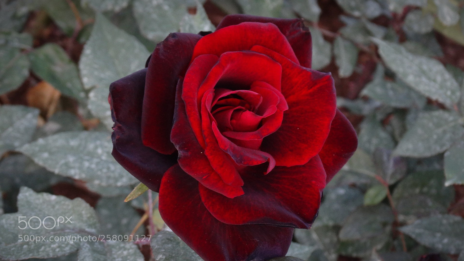 Sony Cyber-shot DSC-HX300 sample photo. Red rose photography