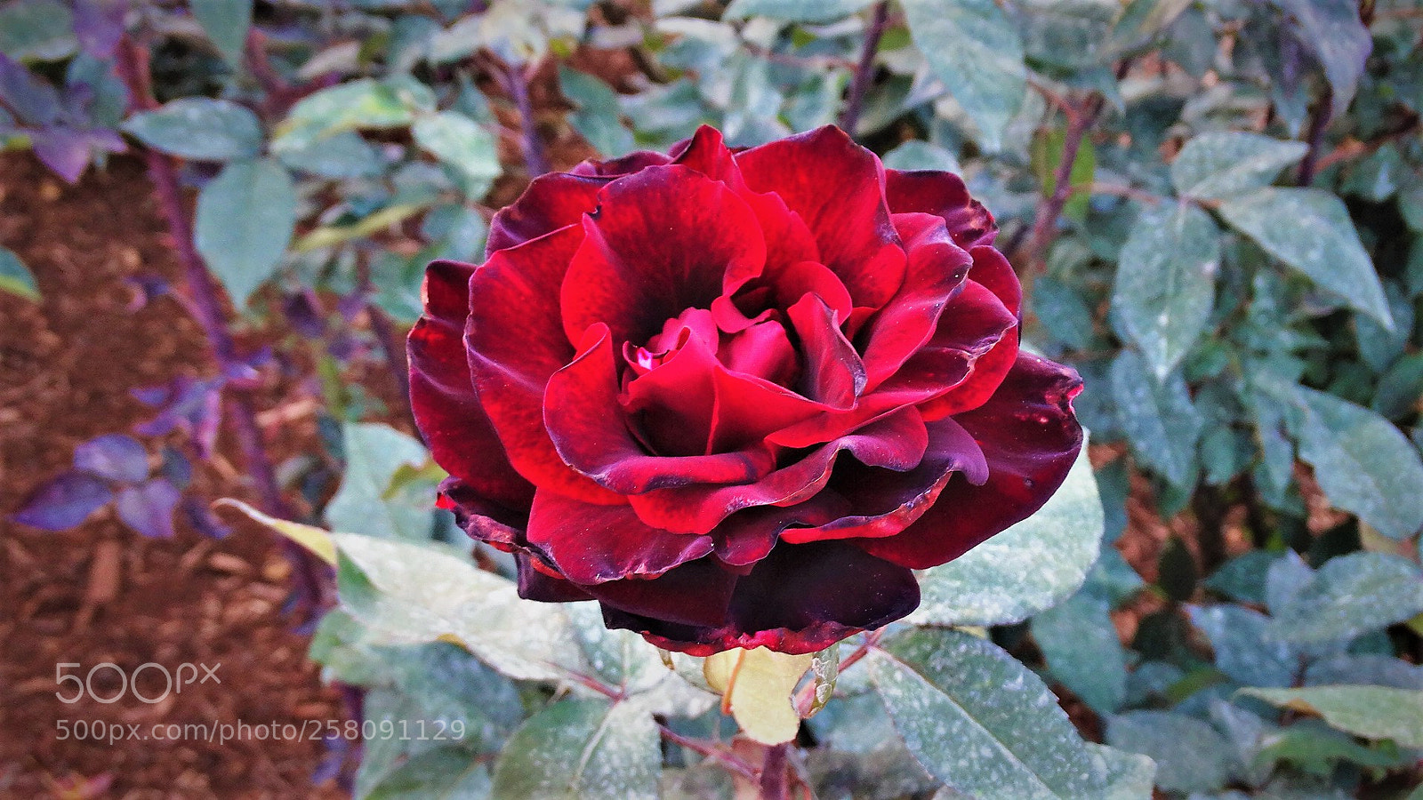 Sony Cyber-shot DSC-HX300 sample photo. Red rose photography