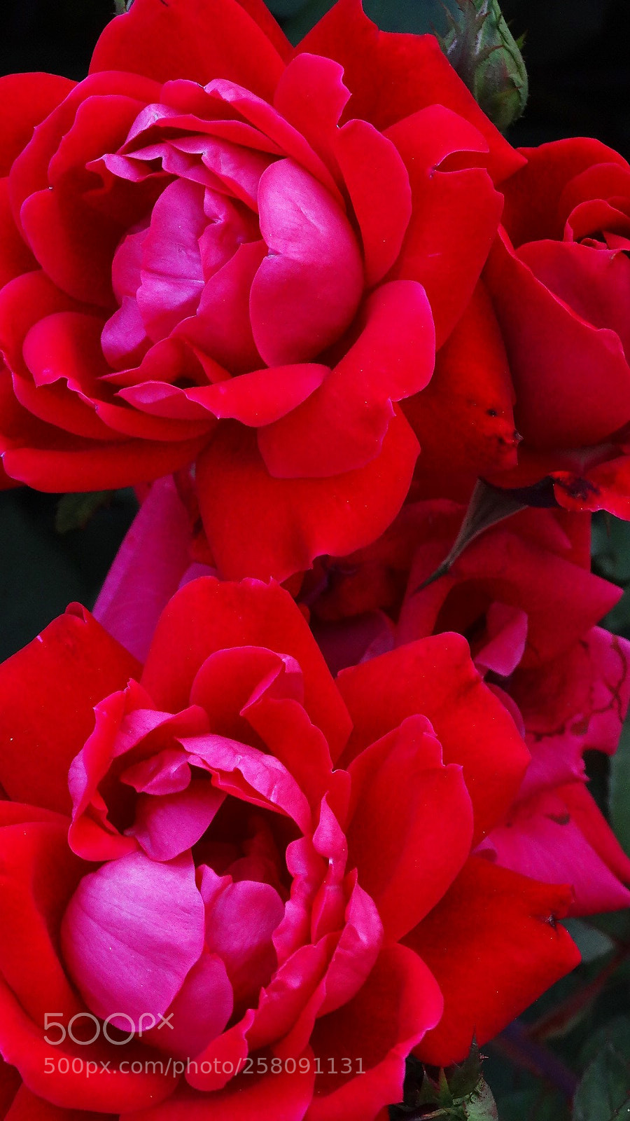 Sony Cyber-shot DSC-HX300 sample photo. Rose cluster photography