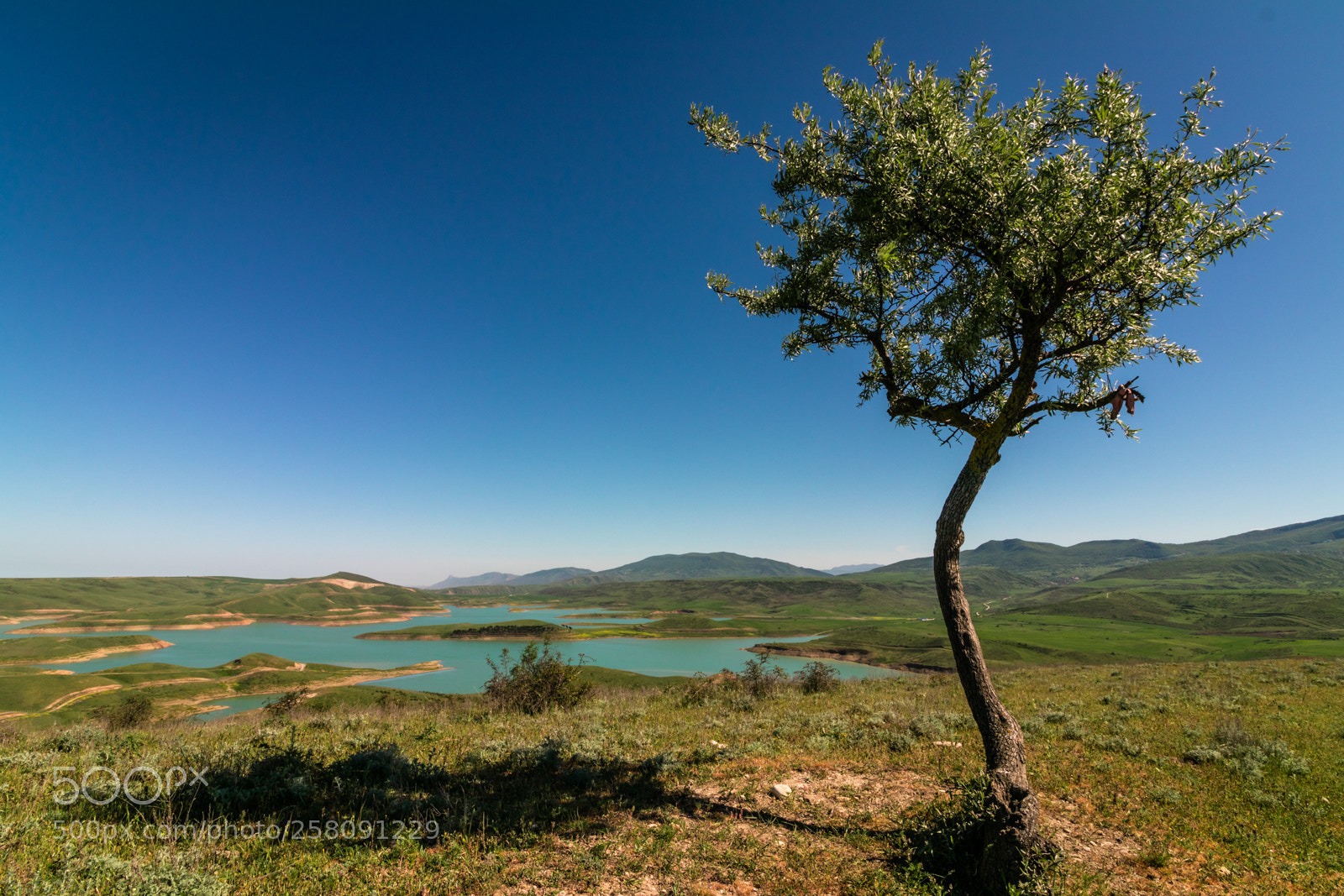 Canon EOS 80D sample photo. Olive tree landscape photography
