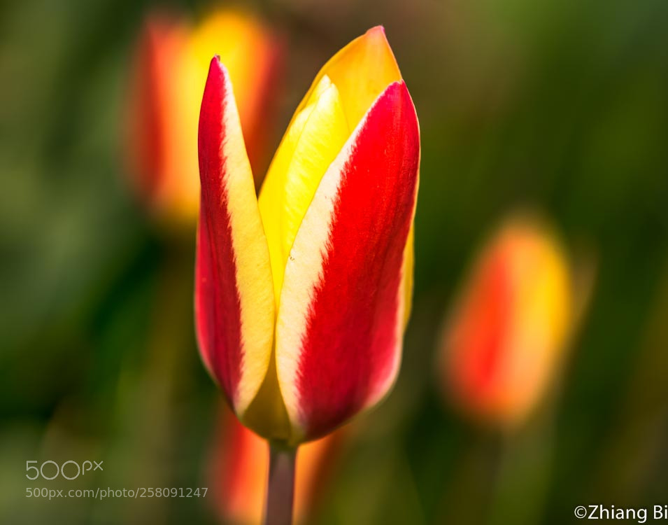 Nikon D5300 sample photo. Tulips photography