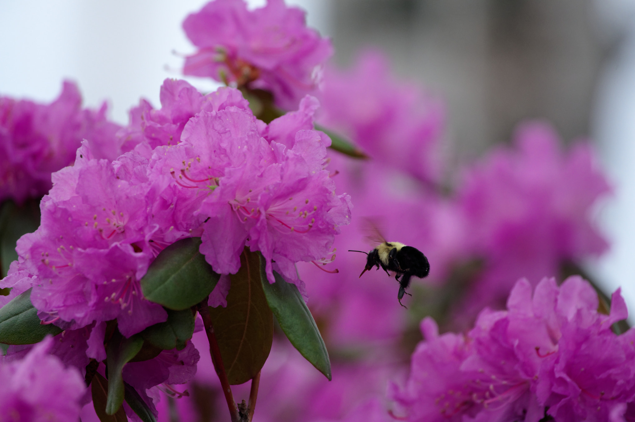 Pentax KP sample photo. Hungry bumblebee photography