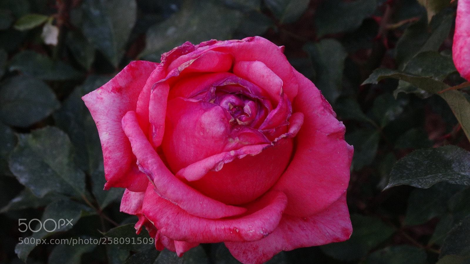 Sony Cyber-shot DSC-HX300 sample photo. Pink love photography