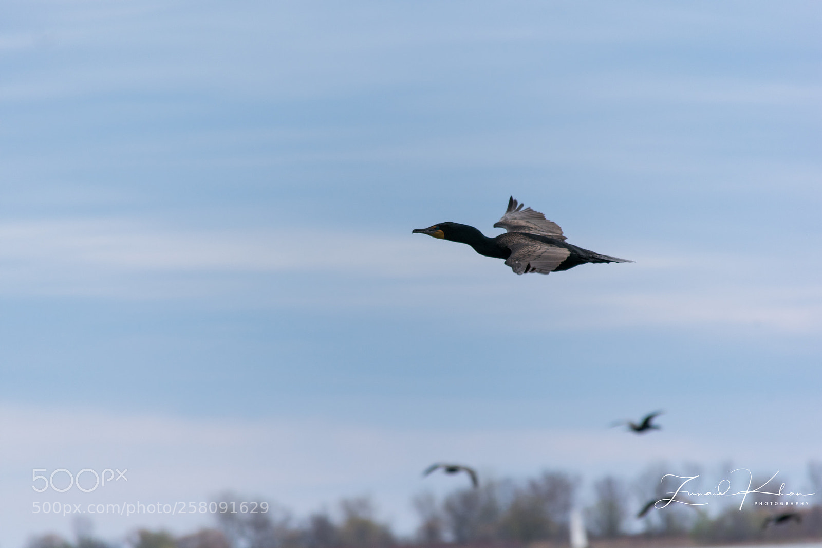 Nikon D3400 sample photo. Soar photography