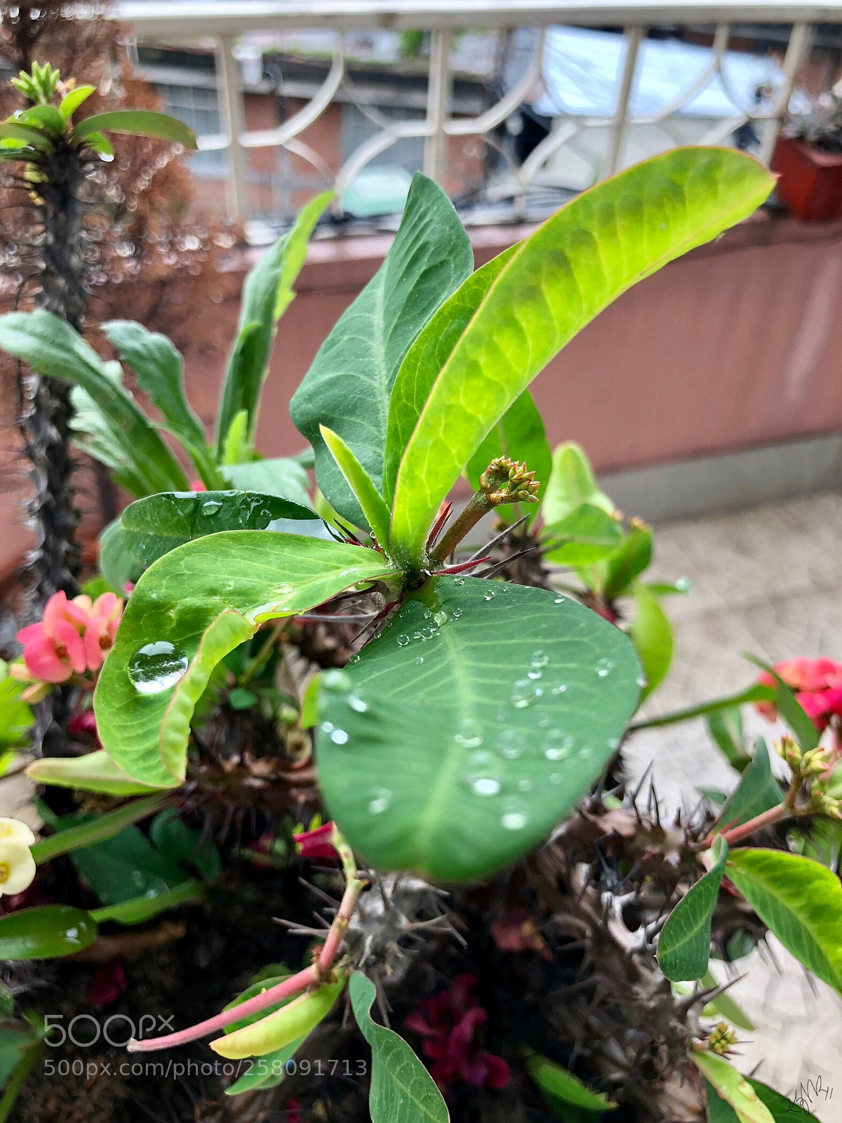 Apple iPhone X sample photo. Beauty of the rain photography