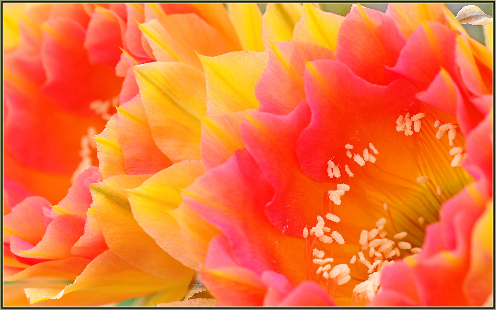 Nikon D850 + Sigma 105mm F2.8 EX DG OS HSM sample photo. Cactus flower close-up photography