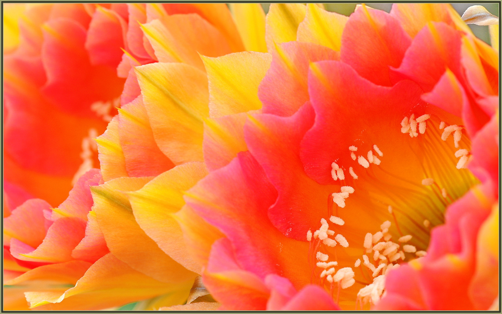 Sigma 105mm F2.8 EX DG OS HSM sample photo. Cactus flower close-up photography