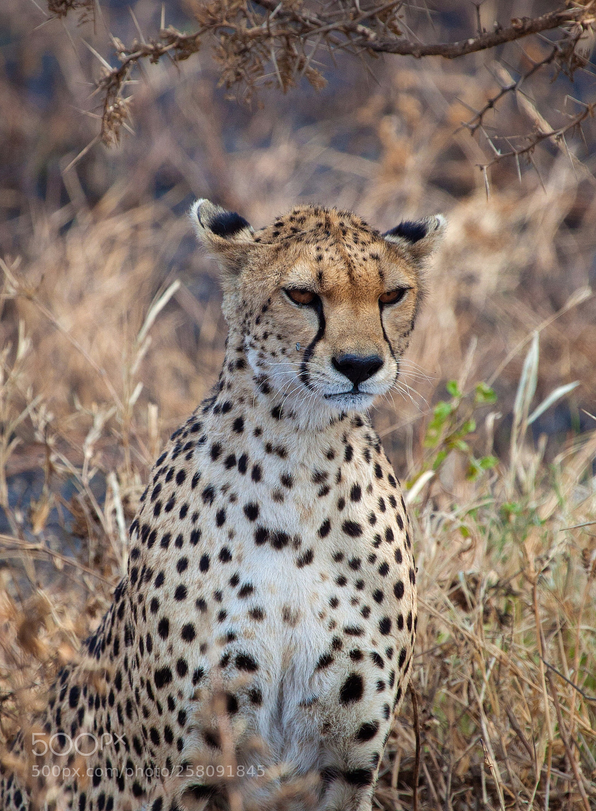 Canon EOS 5D Mark II sample photo. Cheetah (acinonyx jubatus) photography