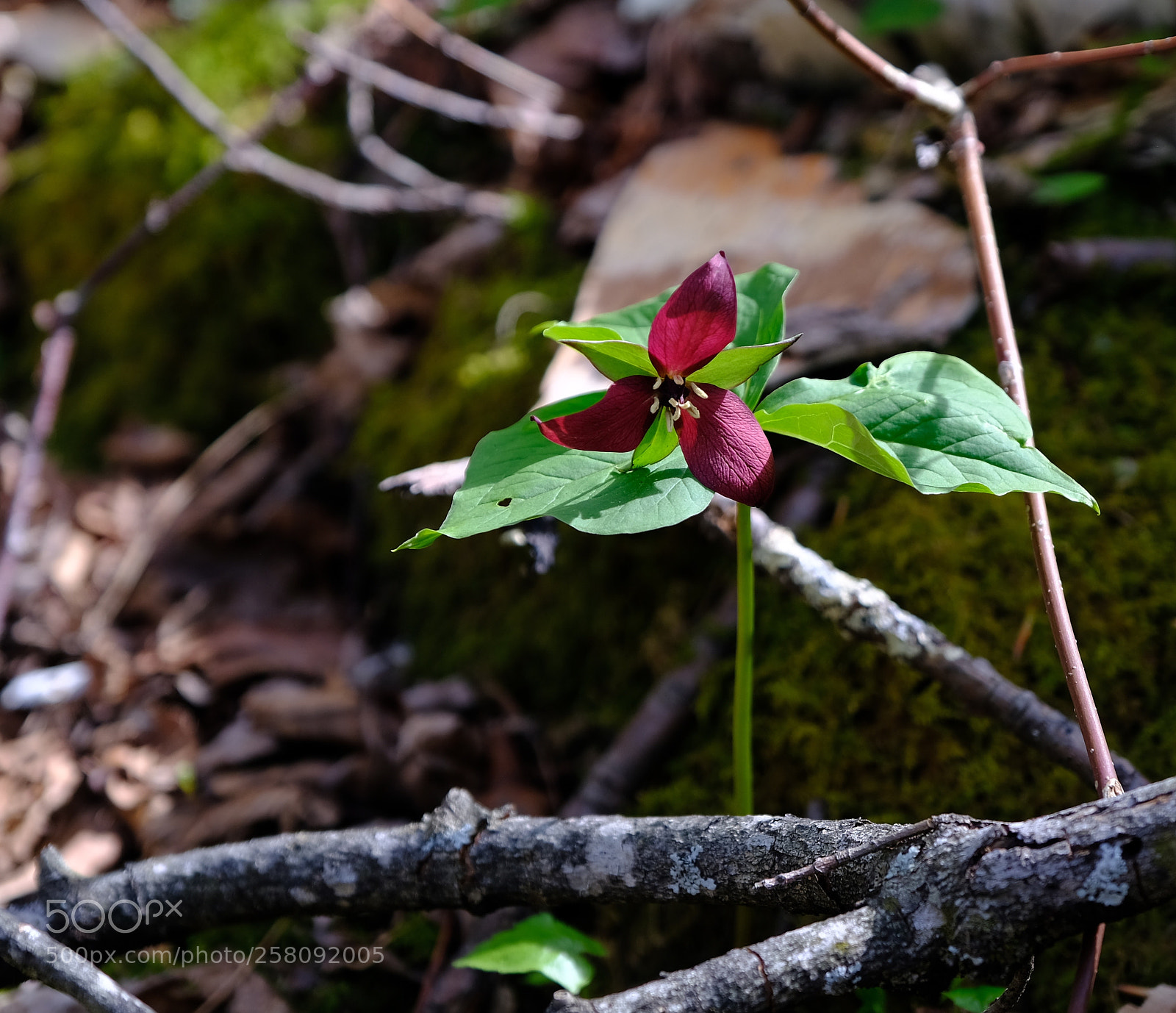Fujifilm X-T2 sample photo. Red trillium photography