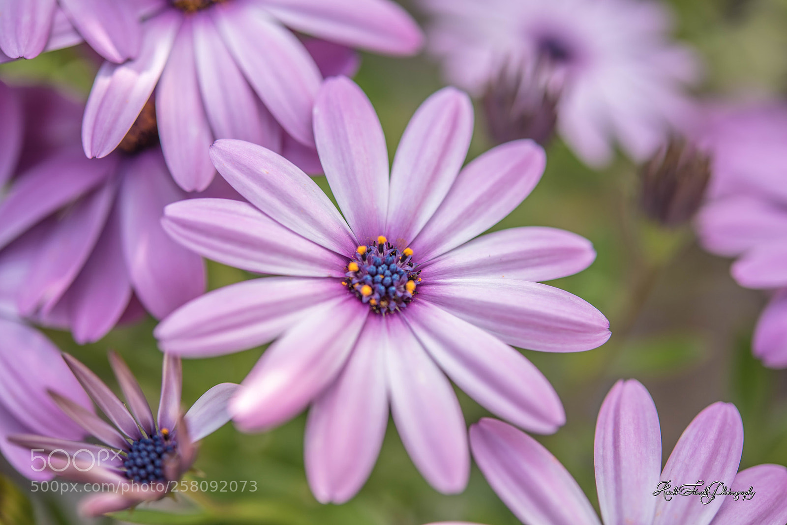 Nikon D810 sample photo. Flowers blooming in the photography