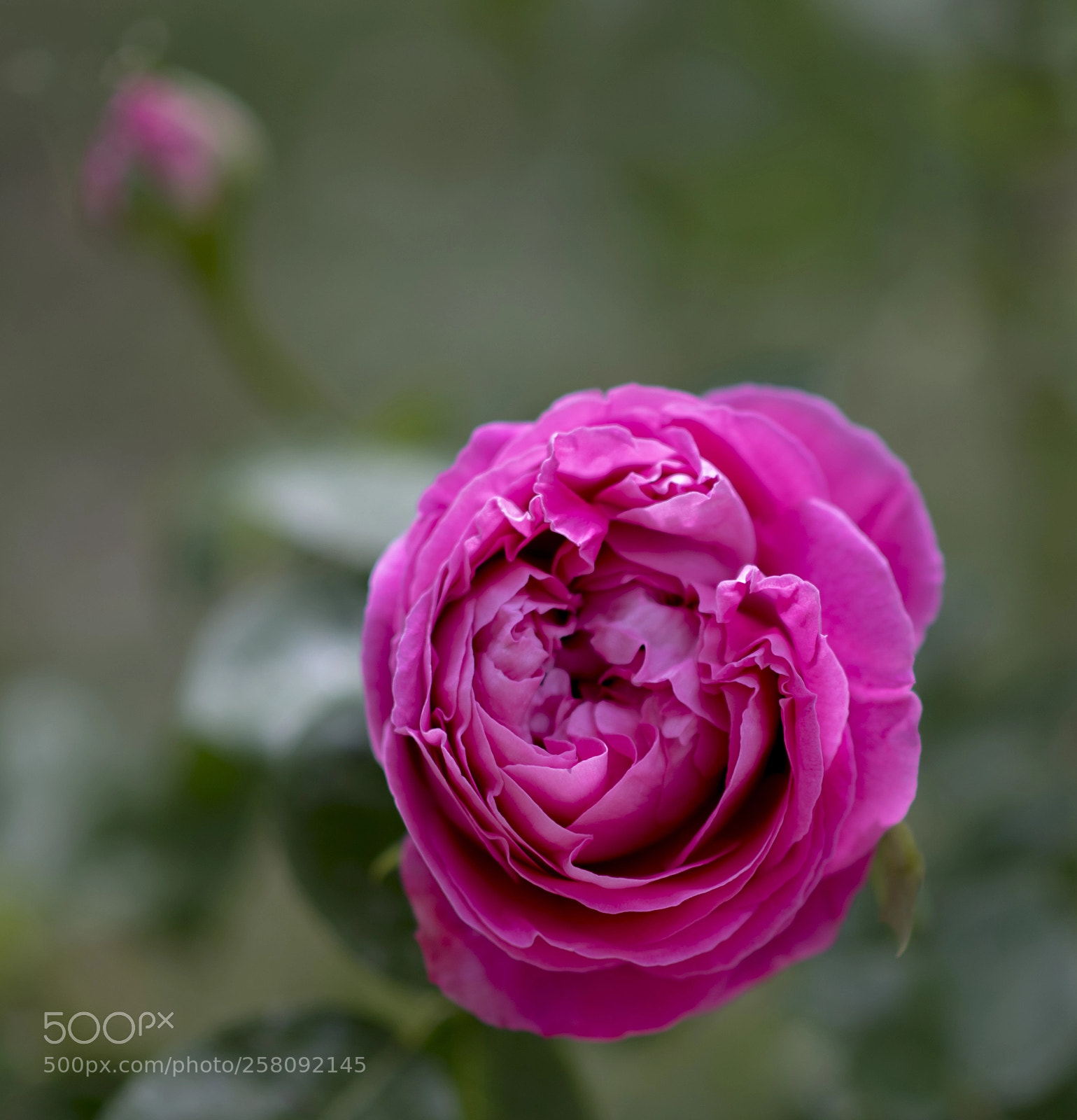 Nikon D750 sample photo. Rose time photography