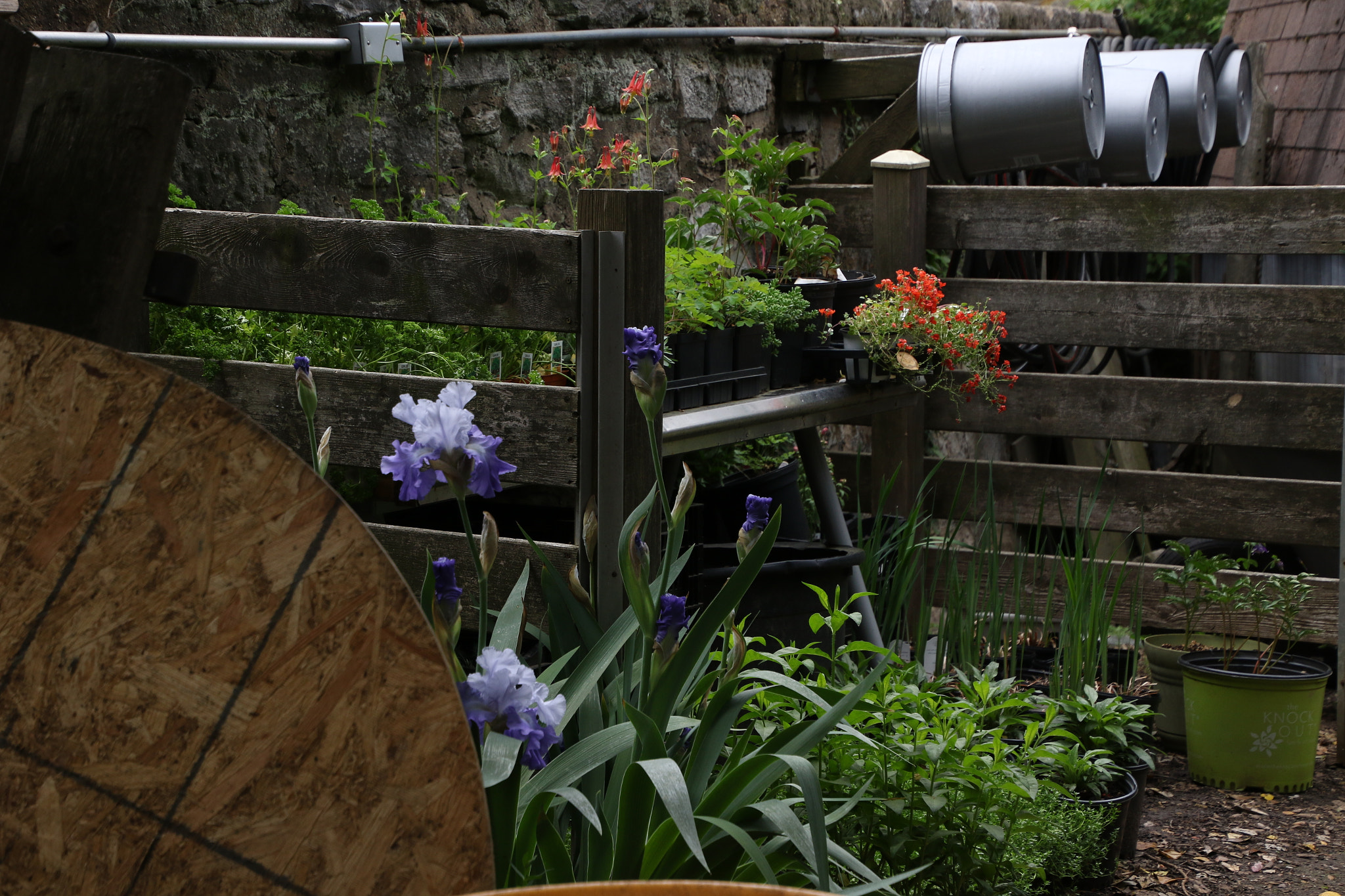 Canon EOS 7D Mark II sample photo. Potting shed photography