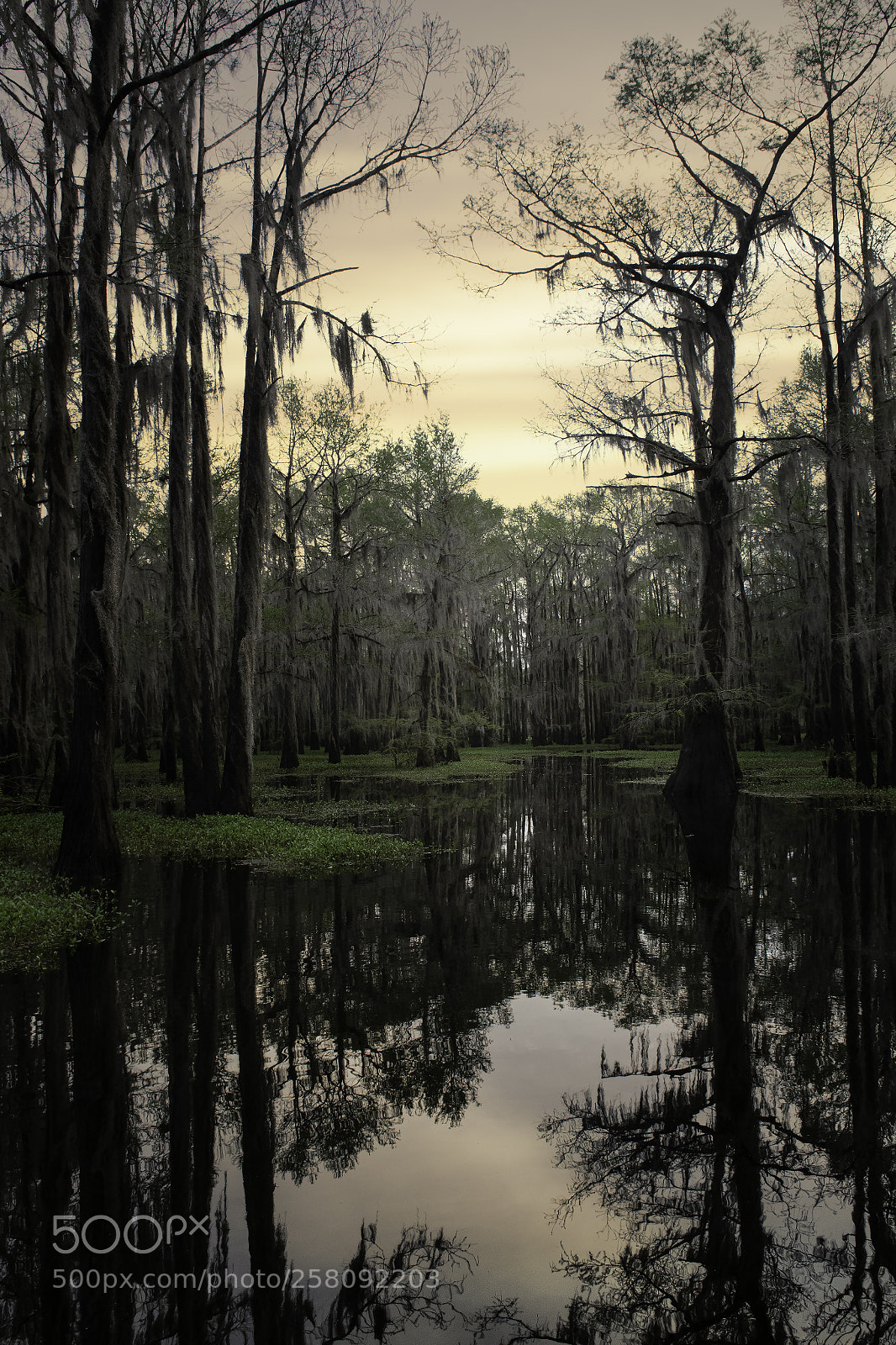 Nikon D850 sample photo. Sunset cypress photography