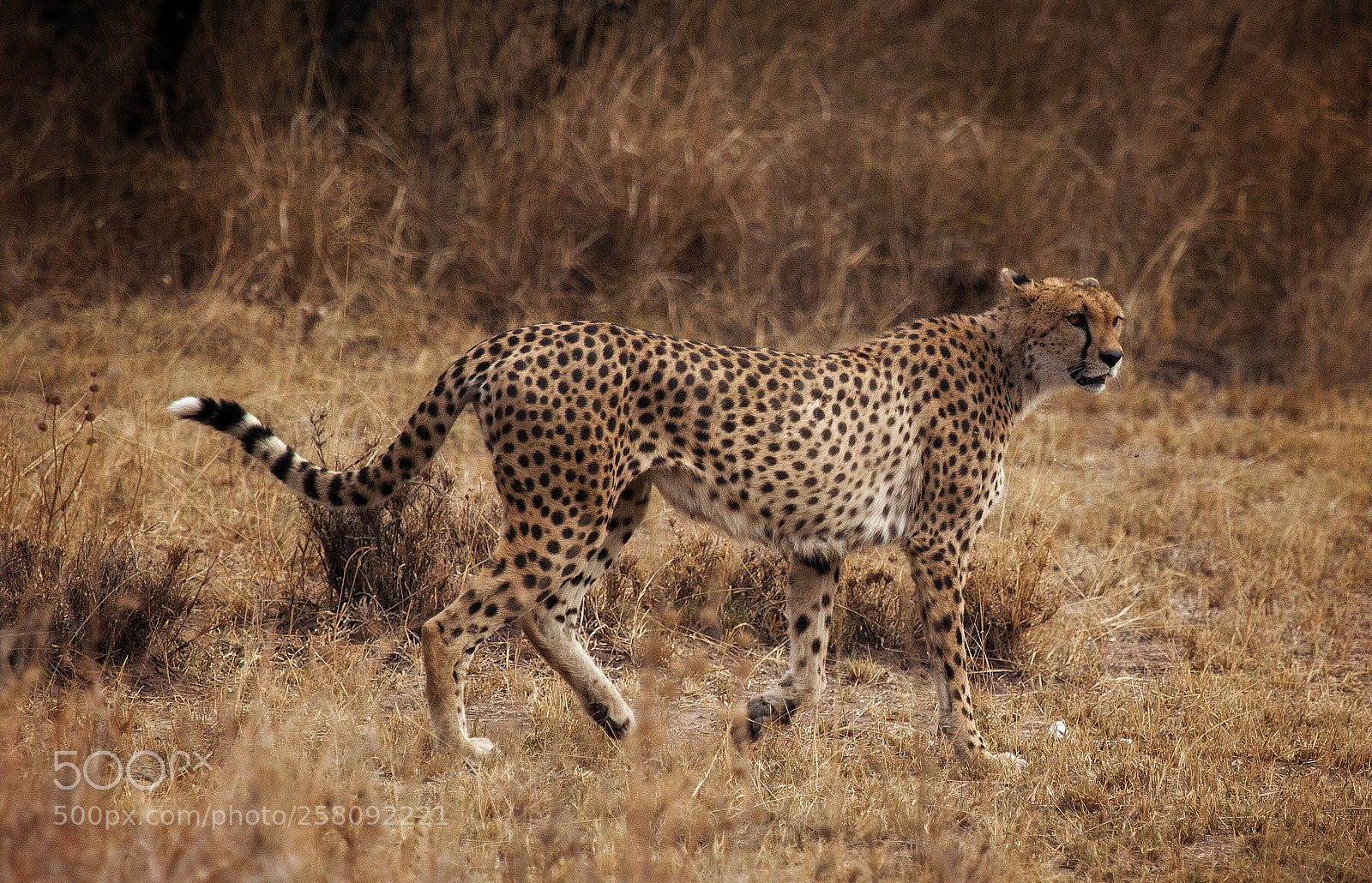 Canon EOS 5D Mark II sample photo. Cheetah (acinonyx jubatus) photography