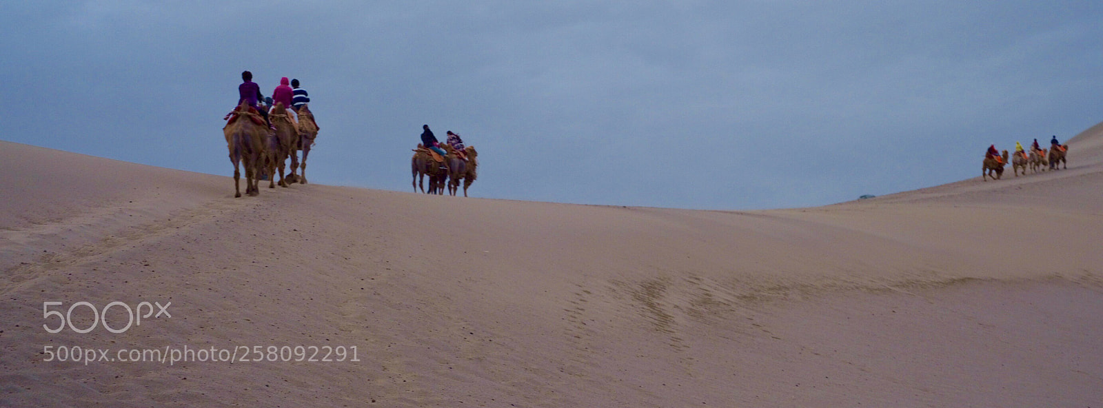 Fujifilm GFX 50S sample photo. Desert camel team photography