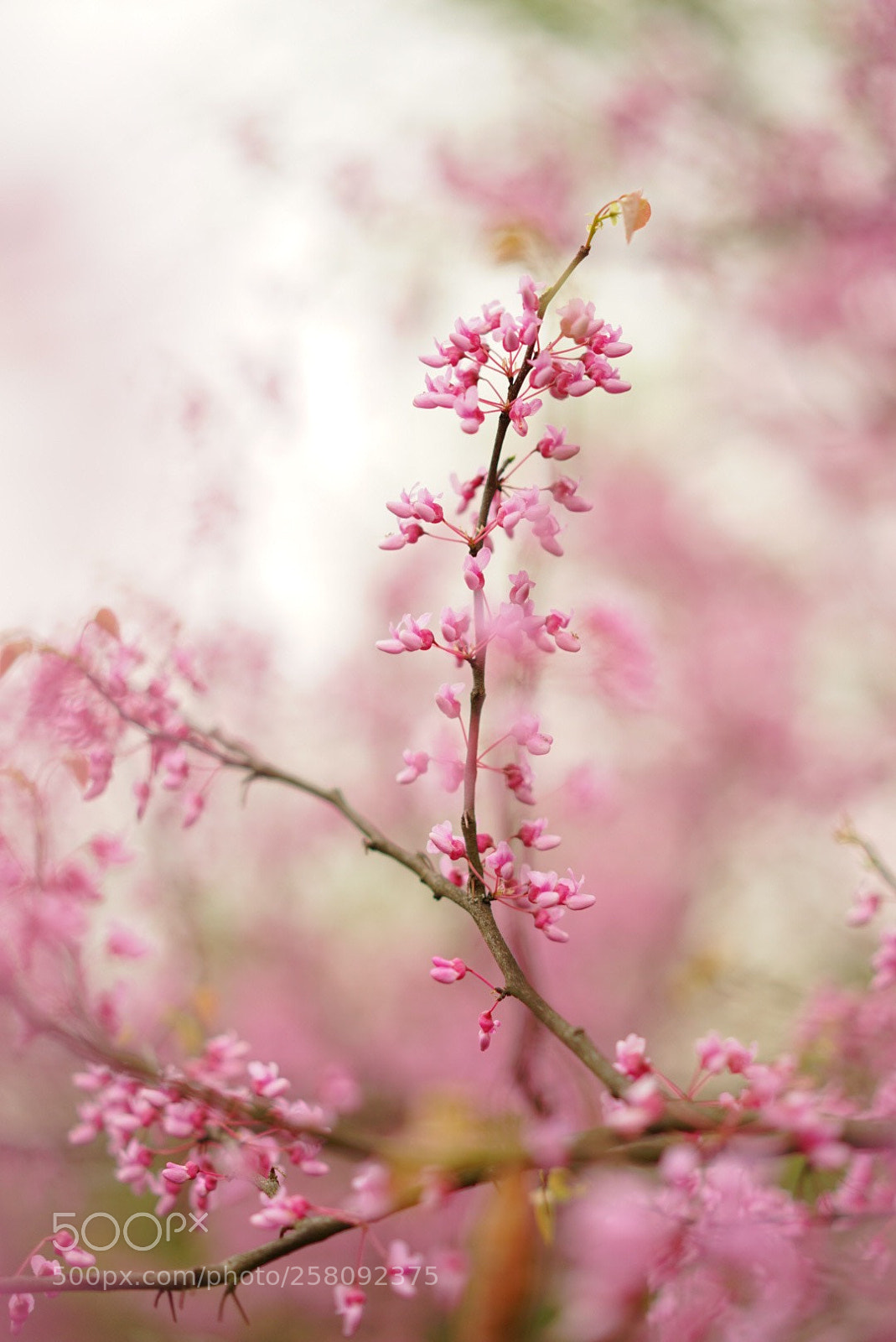 Sony a7 II sample photo. Untitled photography