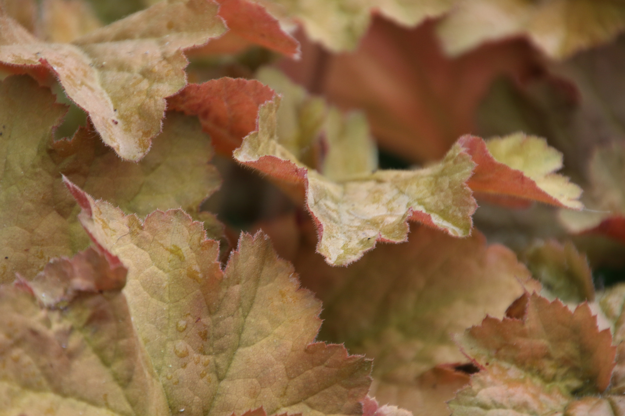 Canon EOS 7D Mark II sample photo. Leaves at the bishop's garden photography