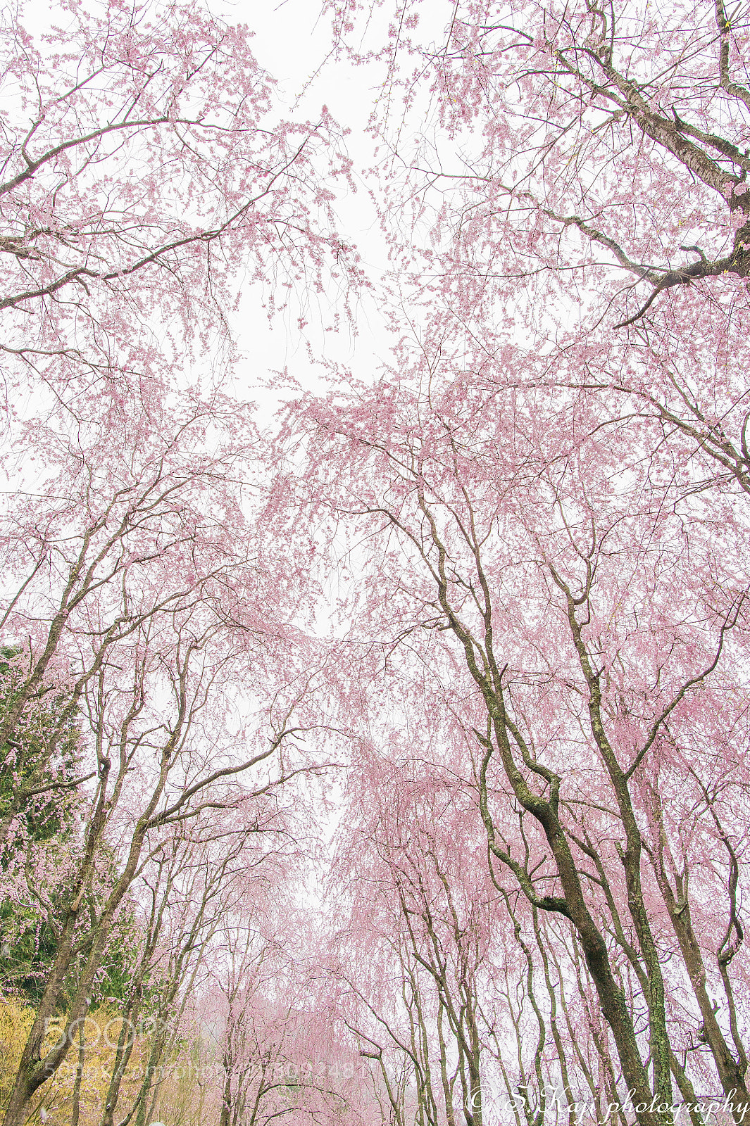 Nikon Df sample photo. Drooping cherry trees photography