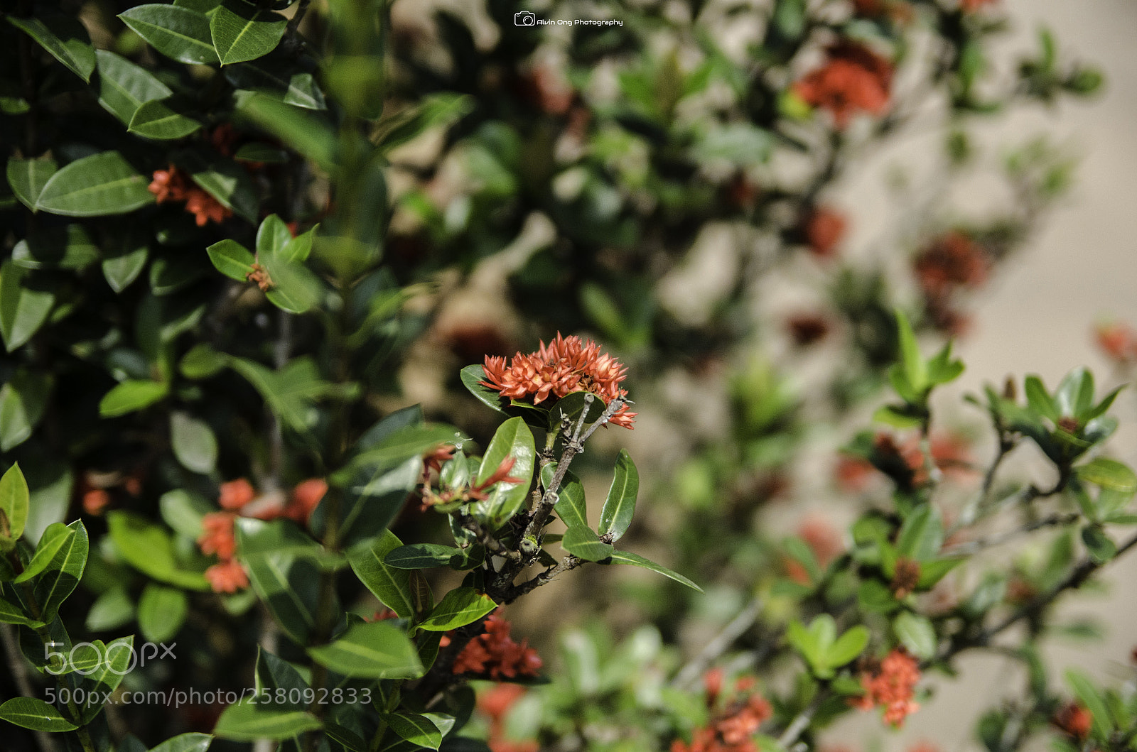 Nikon D7000 sample photo. Village life photography