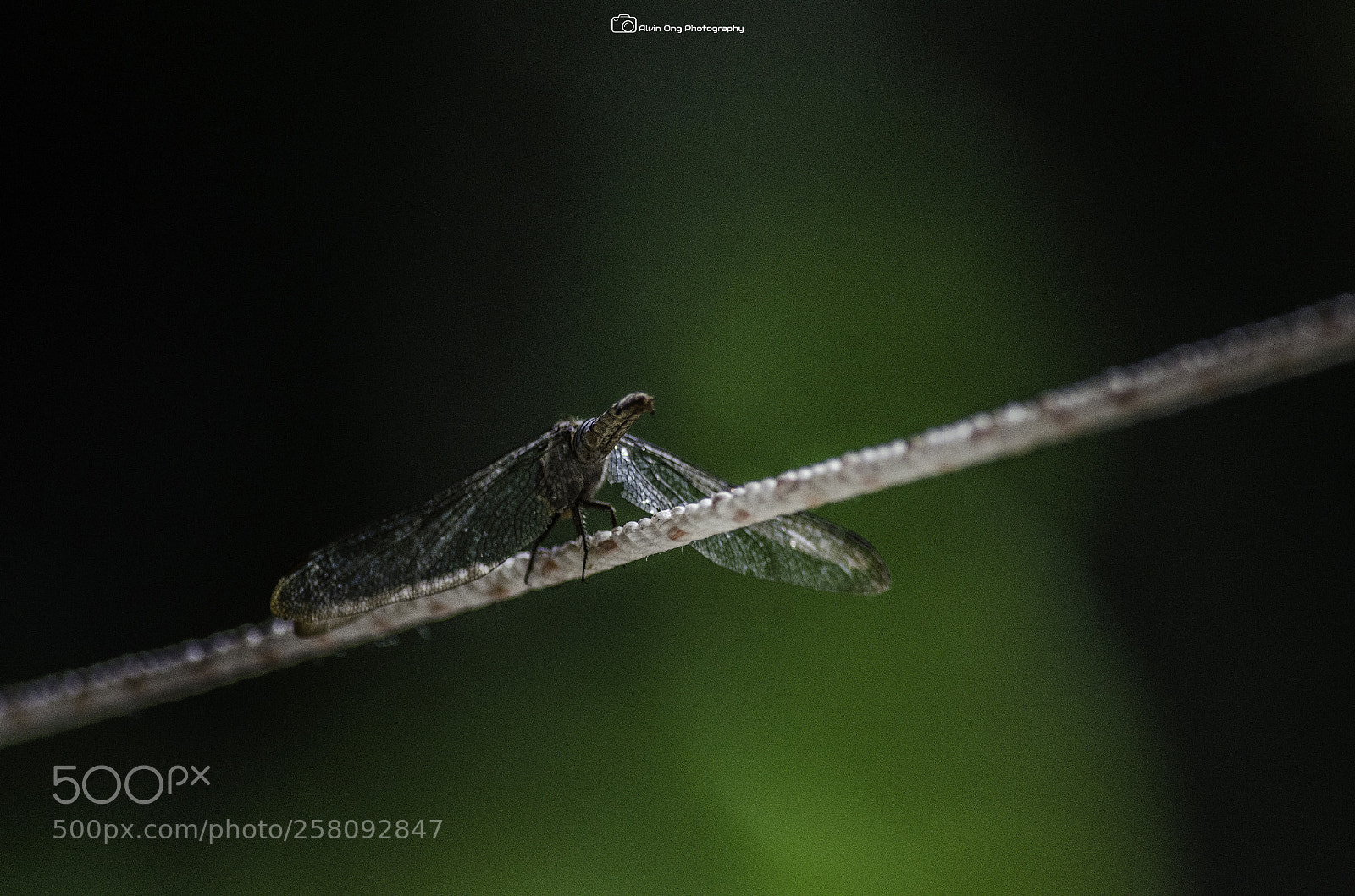 Nikon D7000 sample photo. Village life photography