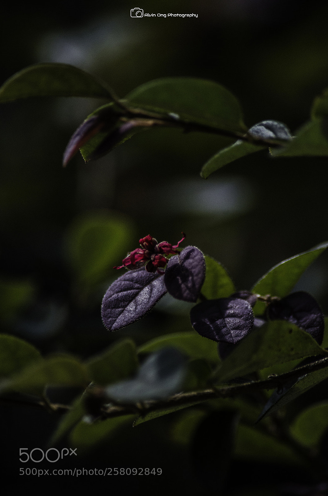 Nikon D7000 sample photo. Village life photography