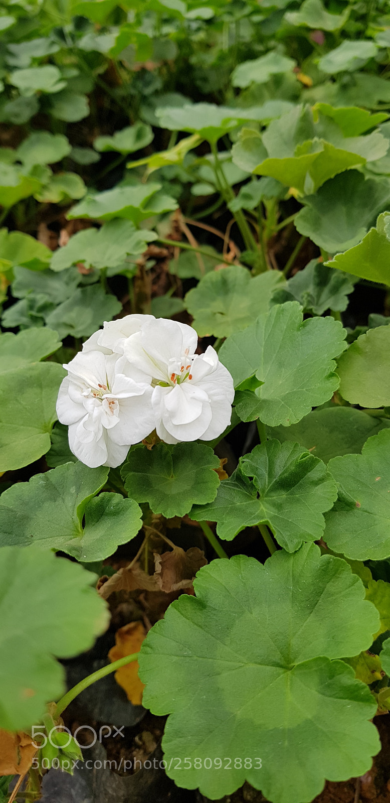 Samsung Galaxy S8+ sample photo. Untitled photography