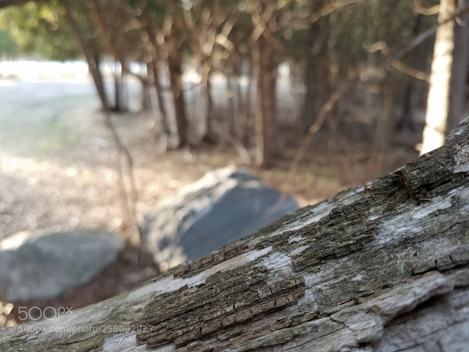 Samsung Galaxy S7 Edge sample photo. Sharp wood fuzzy boulders photography