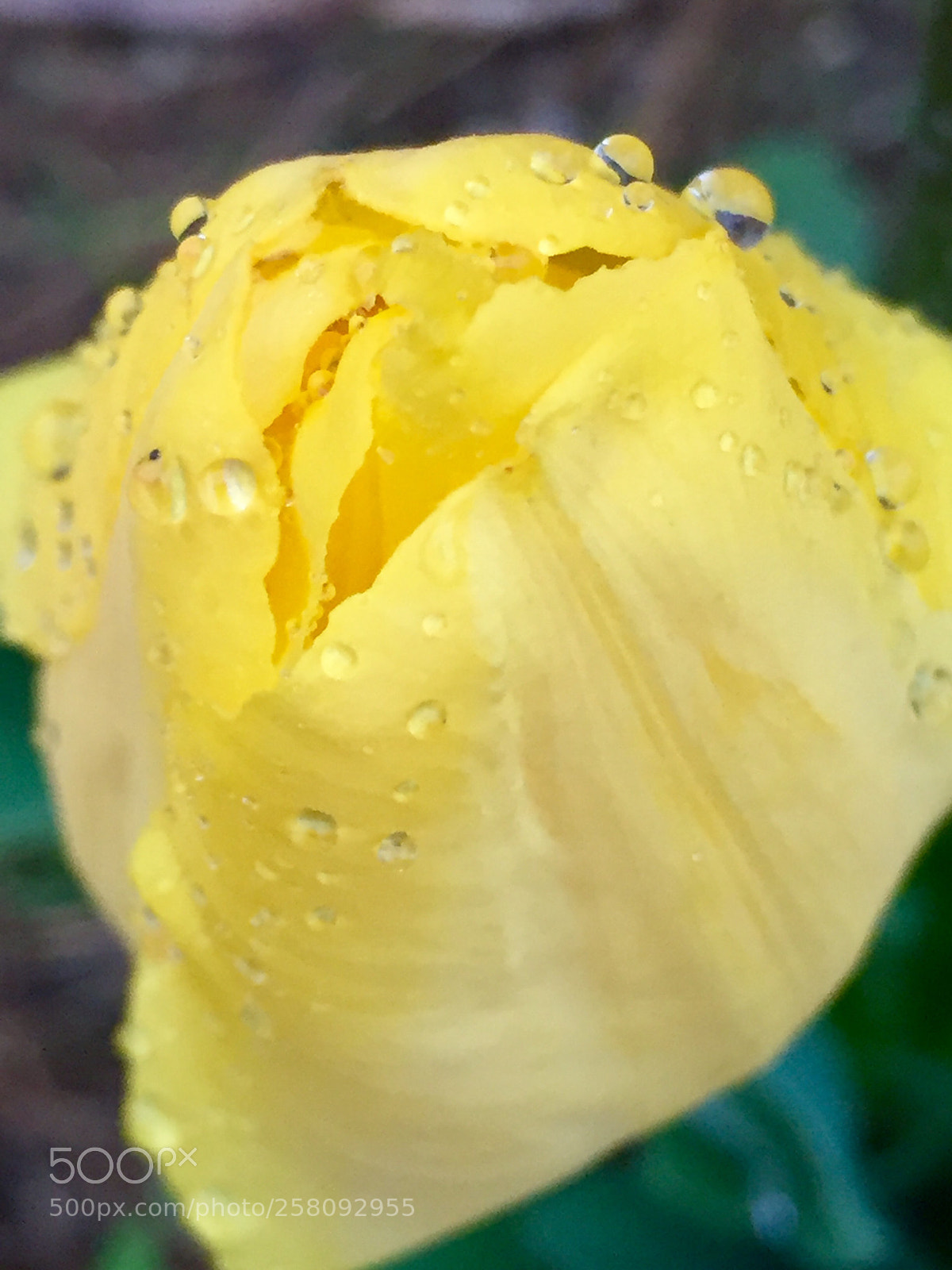 Apple iPhone 6 sample photo. Yellow tulip photography