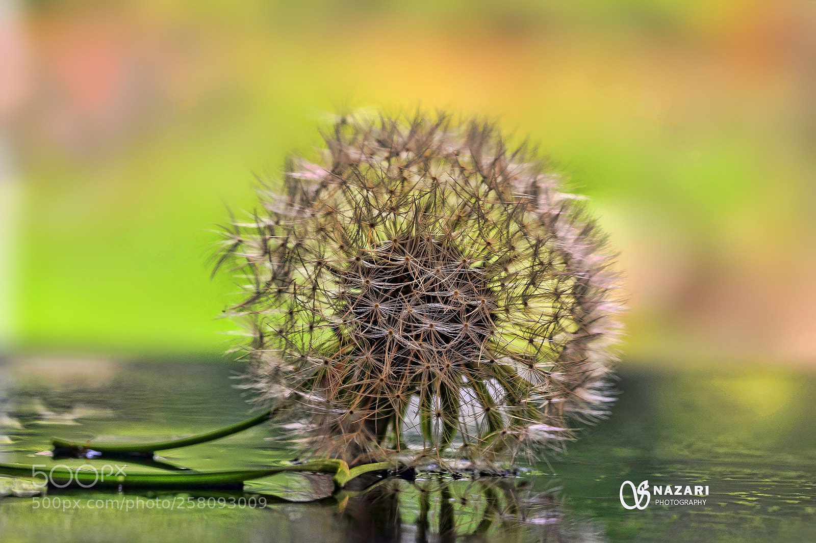 Canon EOS 7D Mark II sample photo. Dandelion,hdr photography