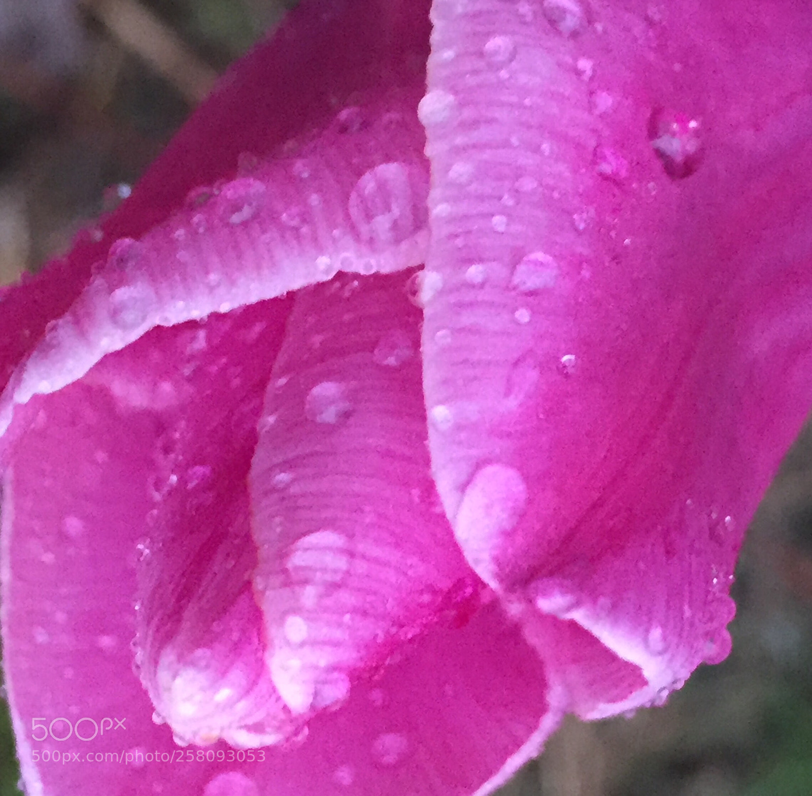 Apple iPhone 6 sample photo. Rain drop on a photography