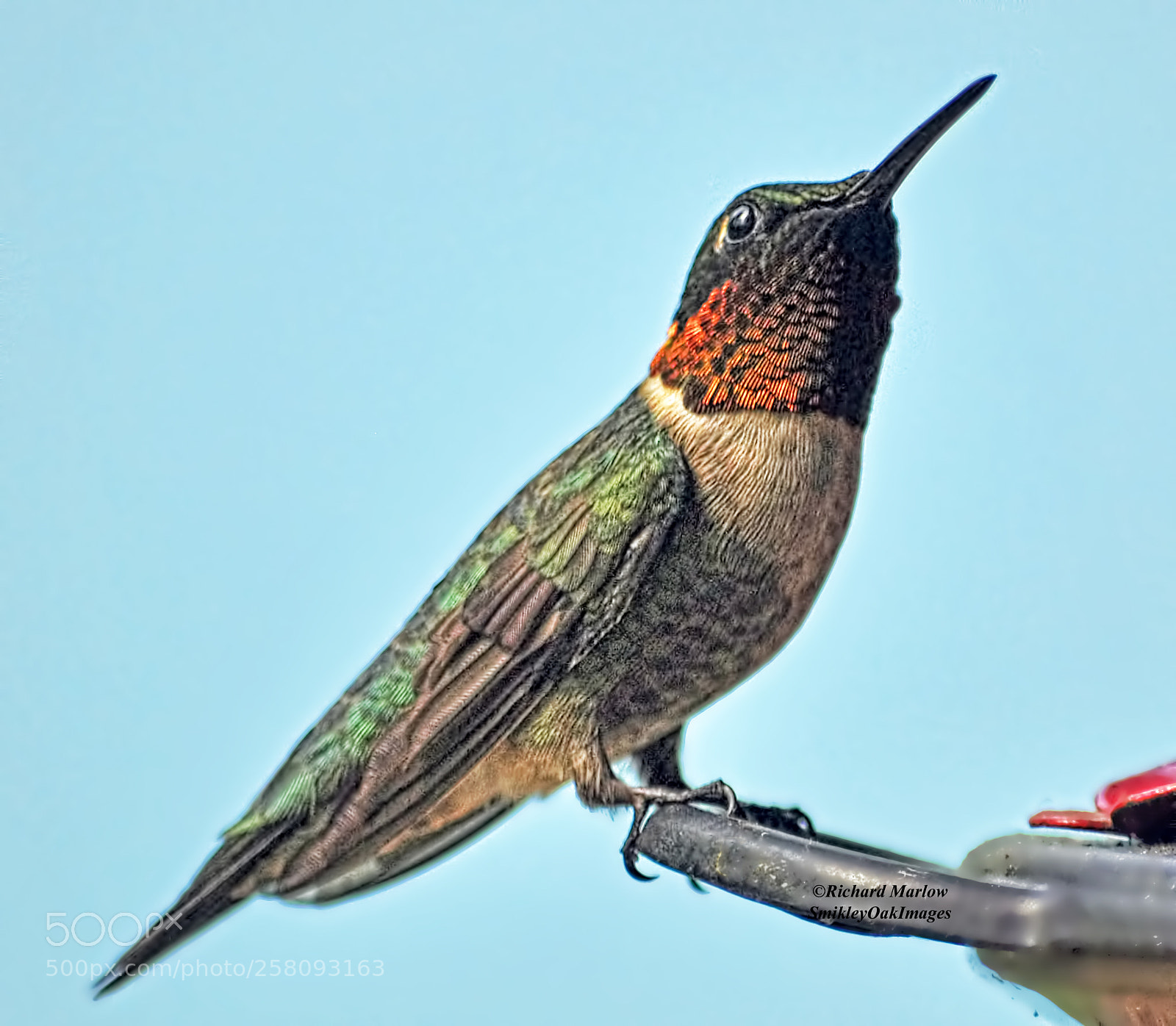 Nikon D5000 sample photo. Hummingbird photography