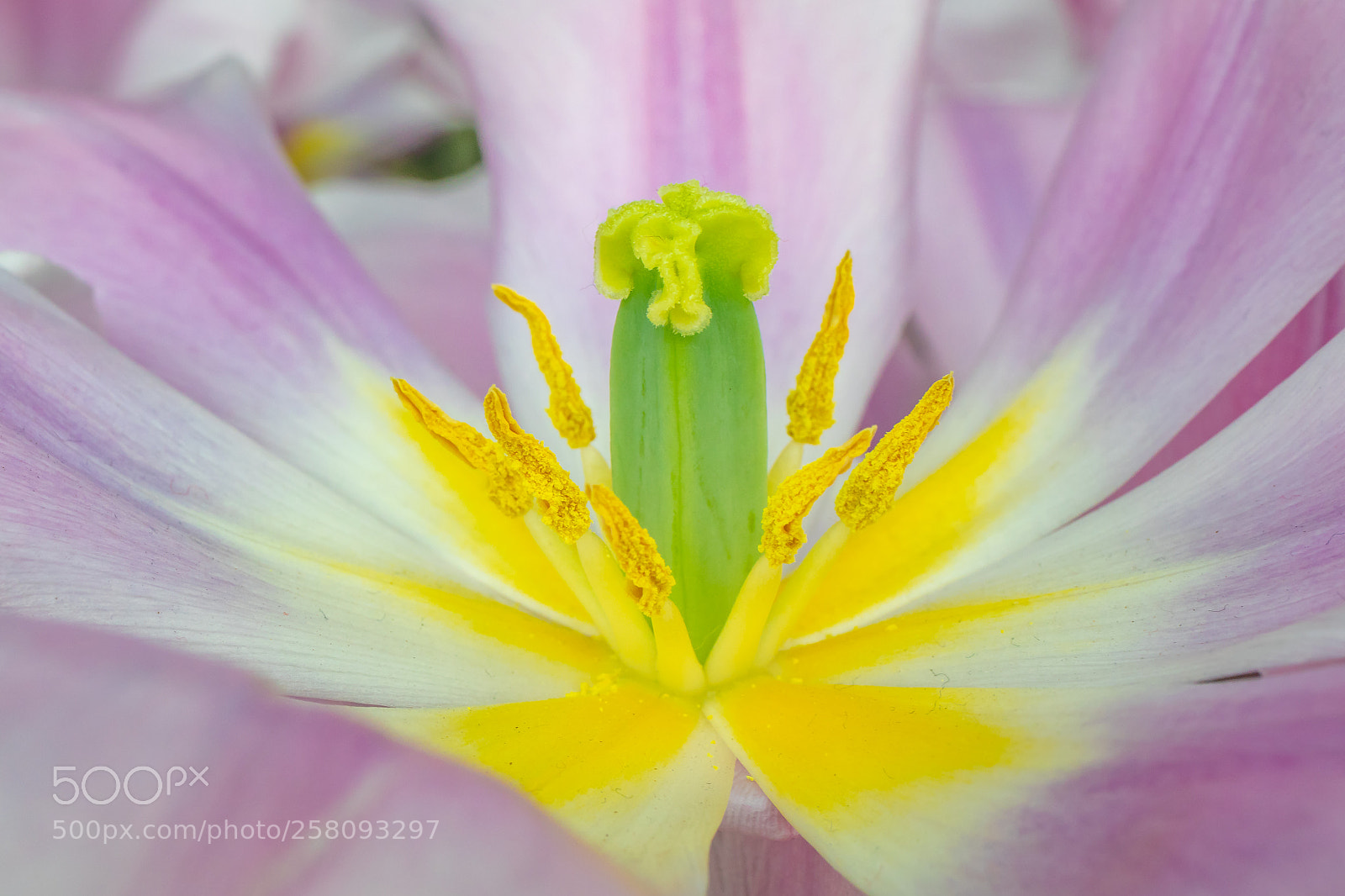 Canon EOS 80D sample photo. Tulip photography