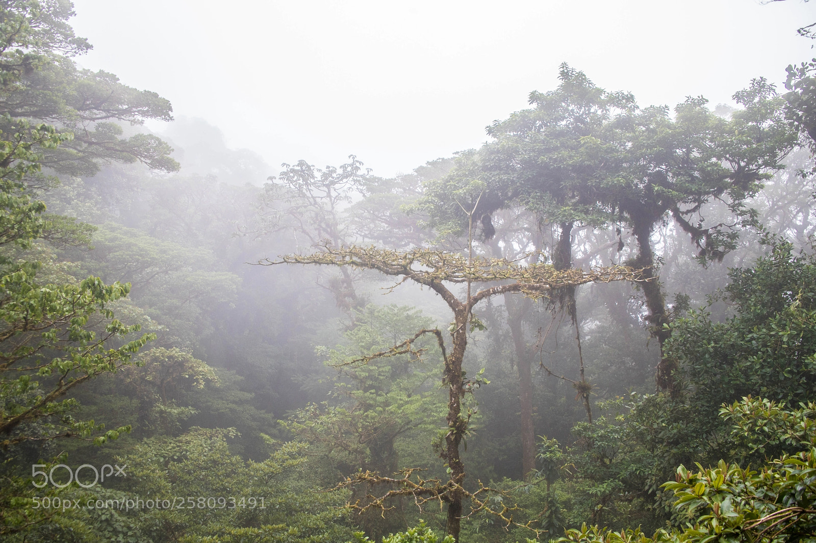 Canon EOS 6D Mark II sample photo. Monteverde cloud forest, costa photography