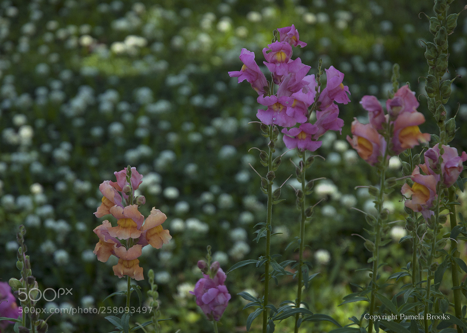 Nikon D90 sample photo. Clover photography