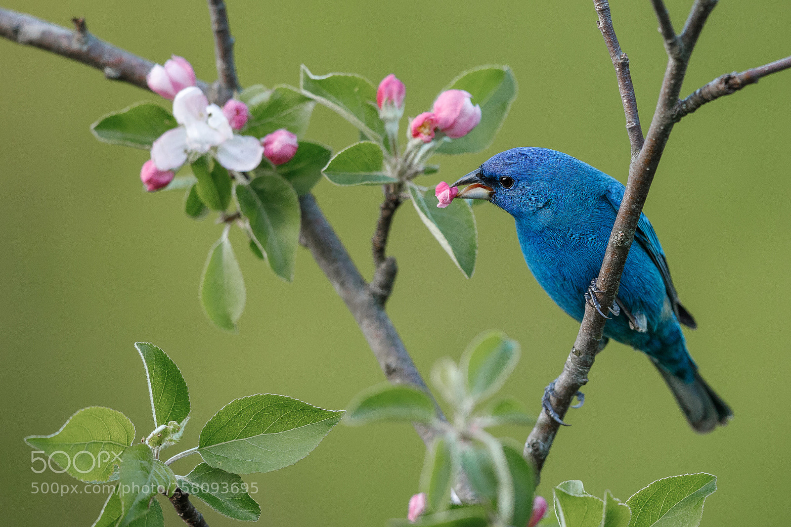 Canon EOS 5D Mark IV sample photo. Indigo bunting photography