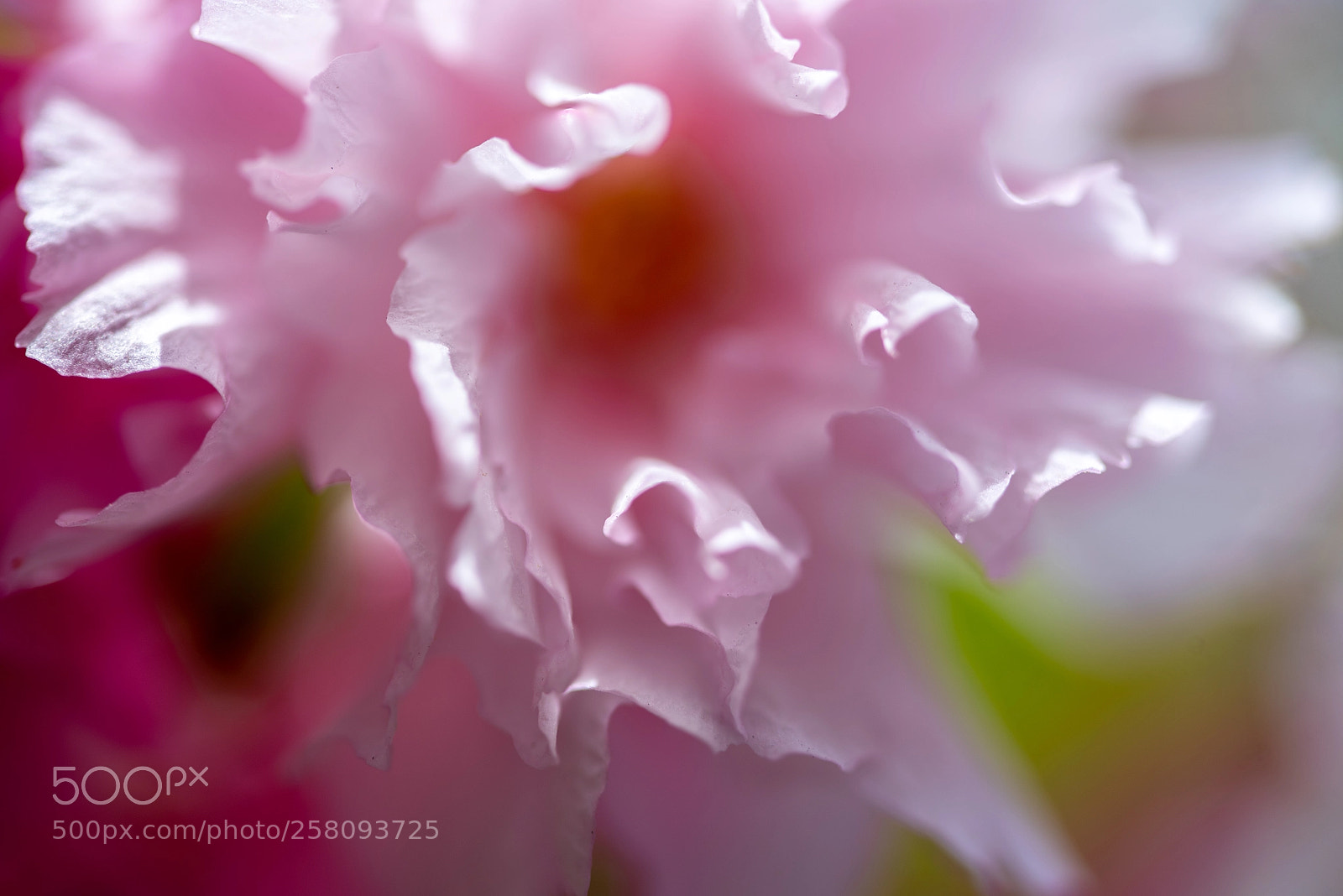 Nikon D750 sample photo. Spring flower photography