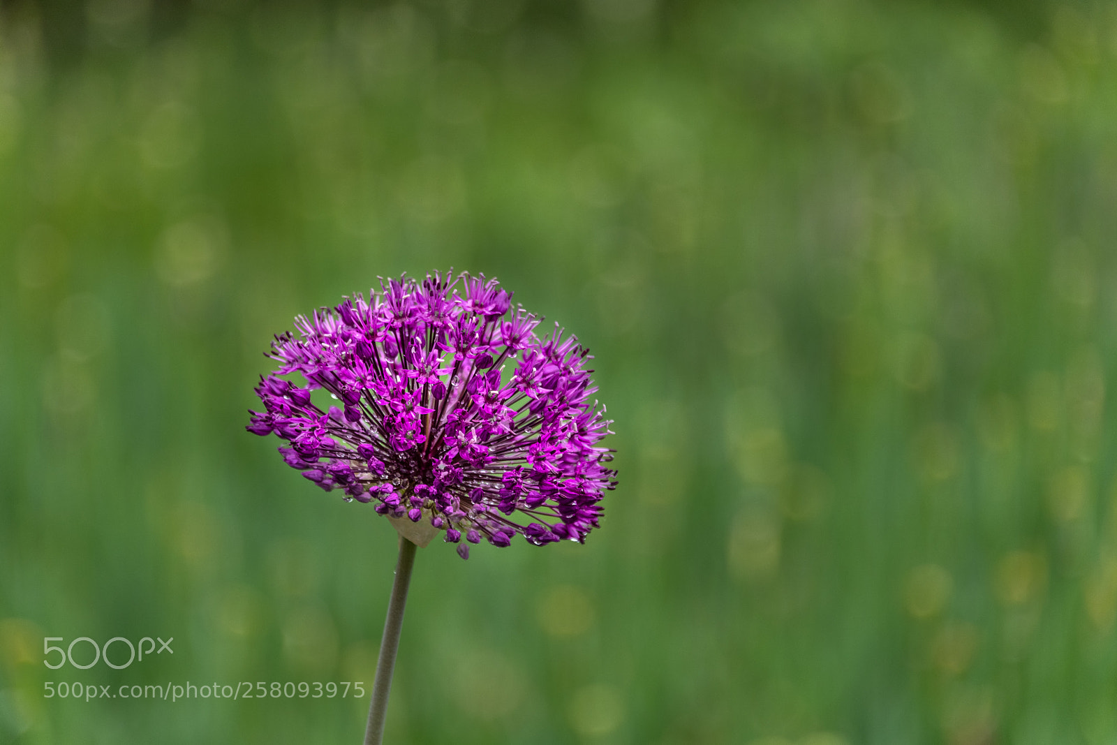 Nikon D850 sample photo. Allium photography