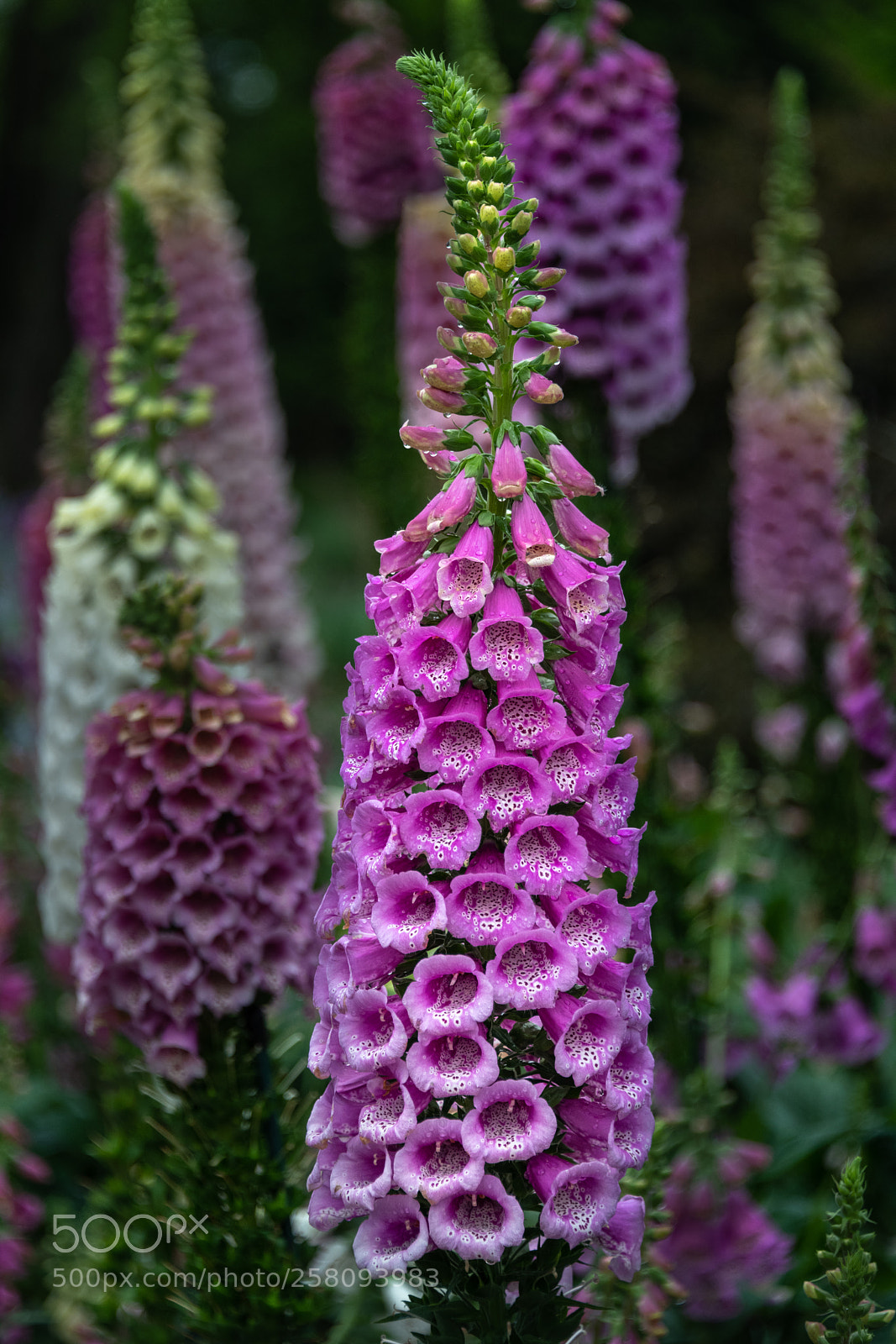 Nikon D850 sample photo. Foxglove photography