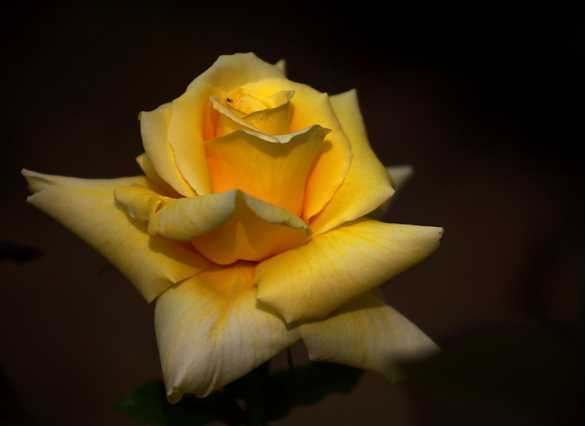 Canon EF 75-300mm f/4-5.6 sample photo. 花 photography