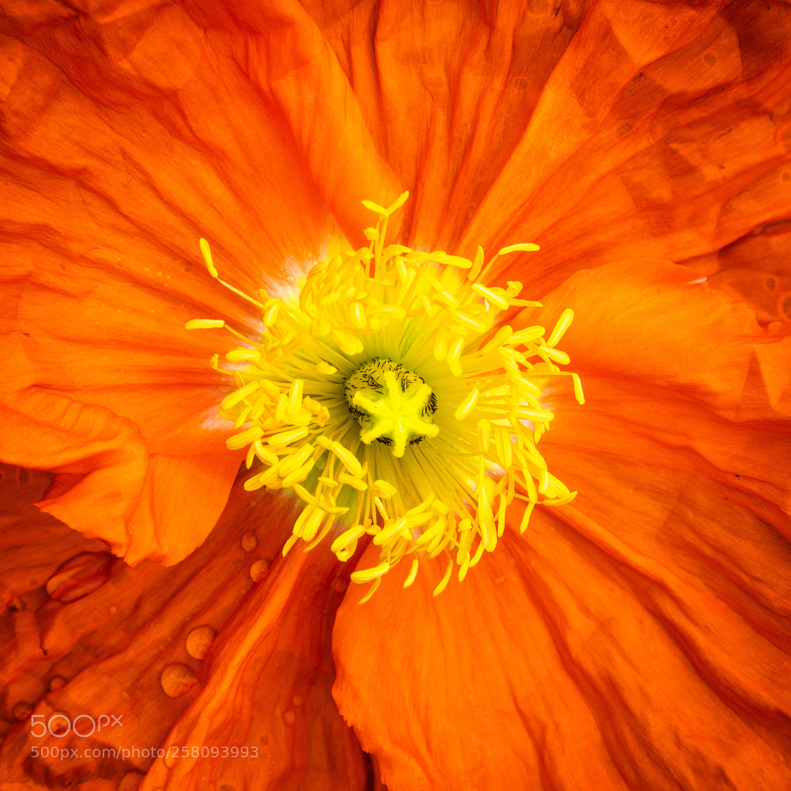 Nikon D850 sample photo. Poppy photography