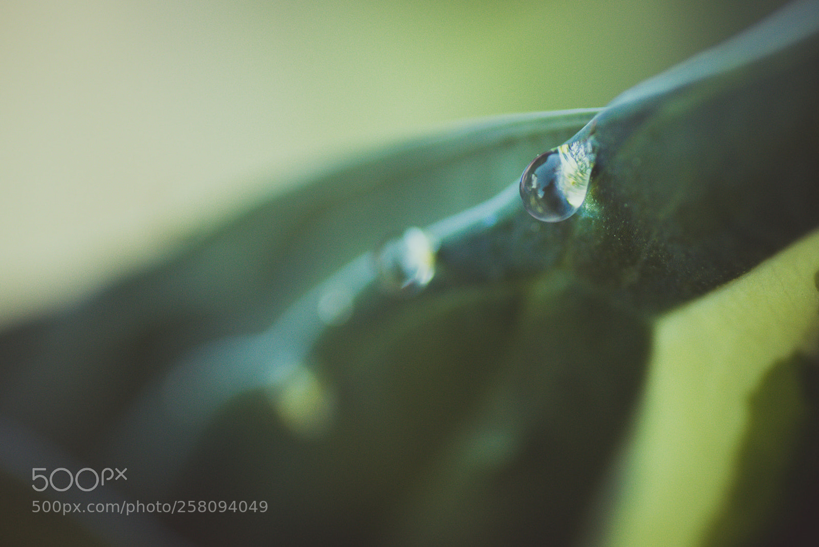 Nikon D800 sample photo. Macro photography