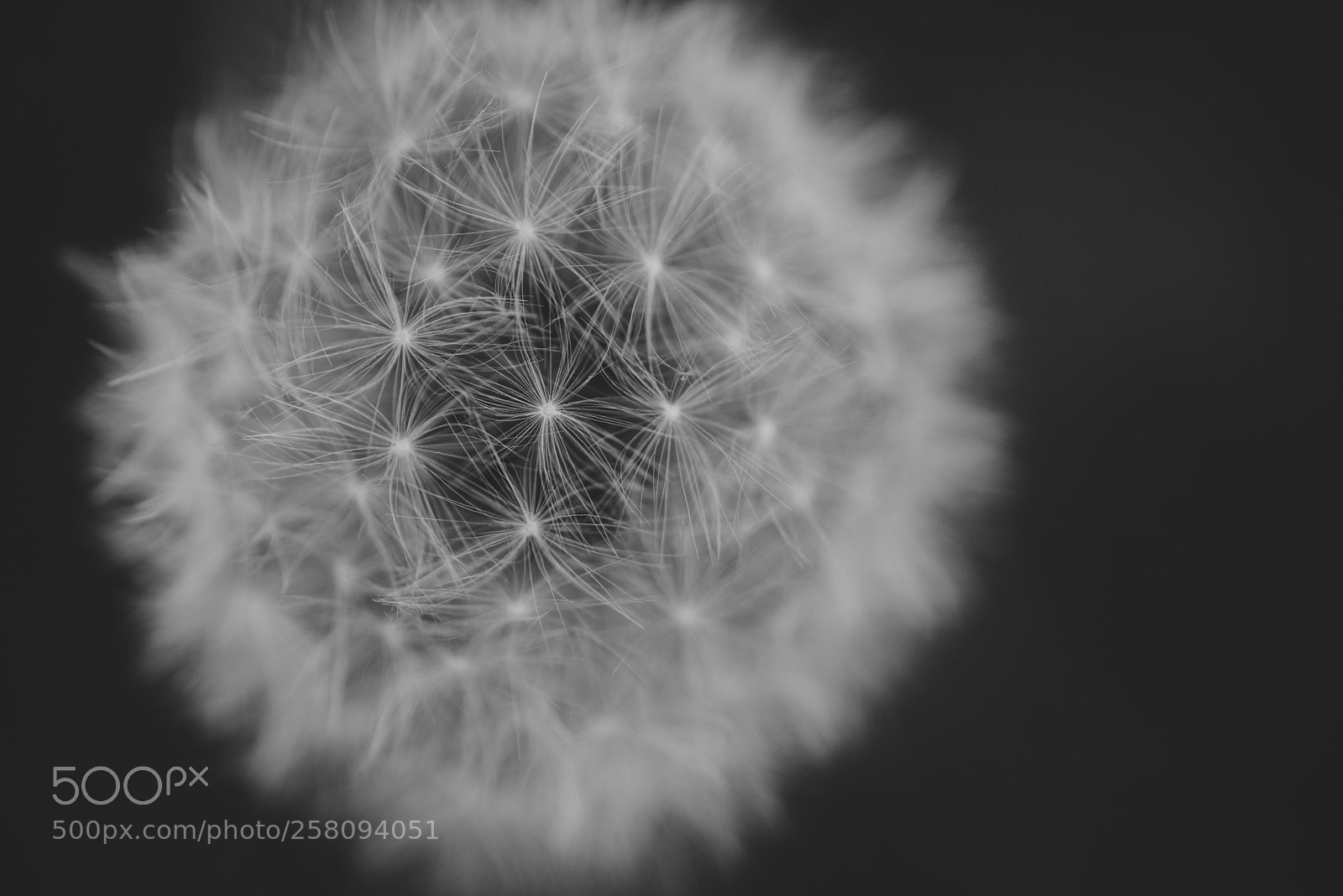 Nikon D800 sample photo. Macro photography
