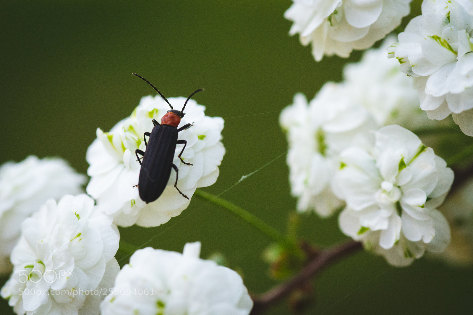 Nikon D800 sample photo. Macro photography