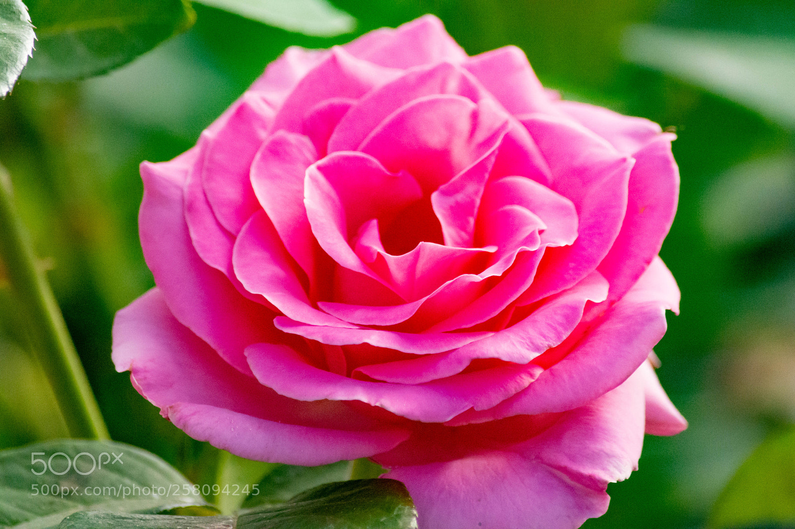 Nikon D7100 sample photo. Pink rose photography