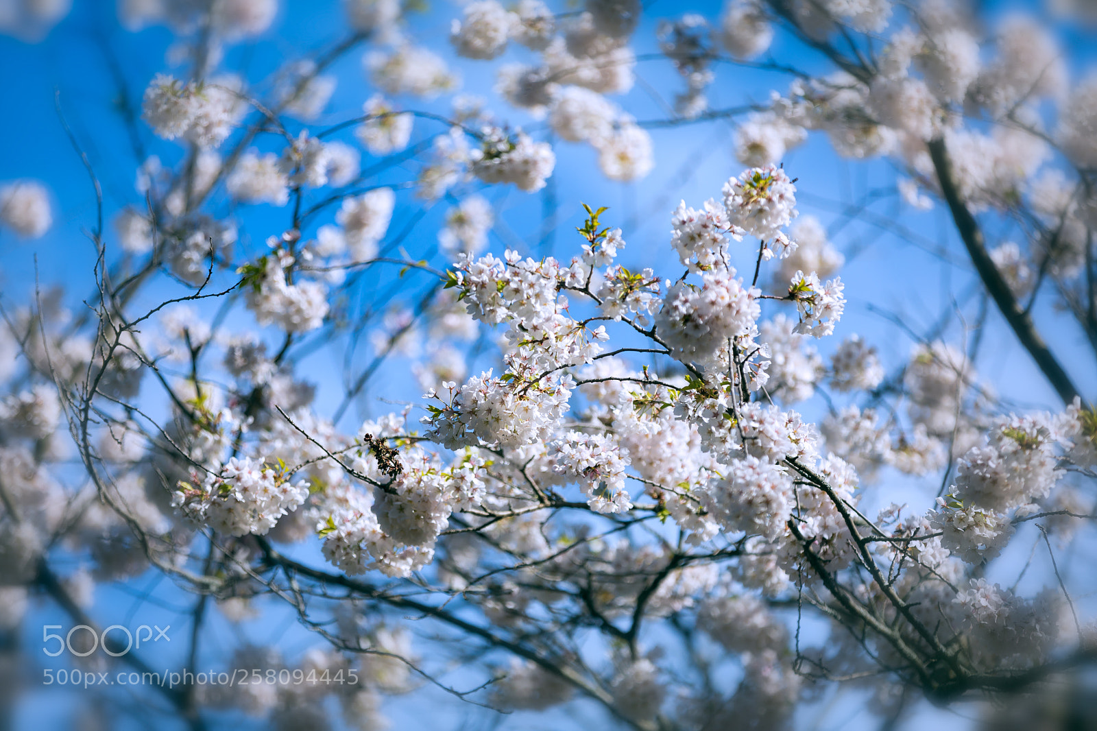 Canon EOS 5D Mark IV sample photo. Happy spring photography