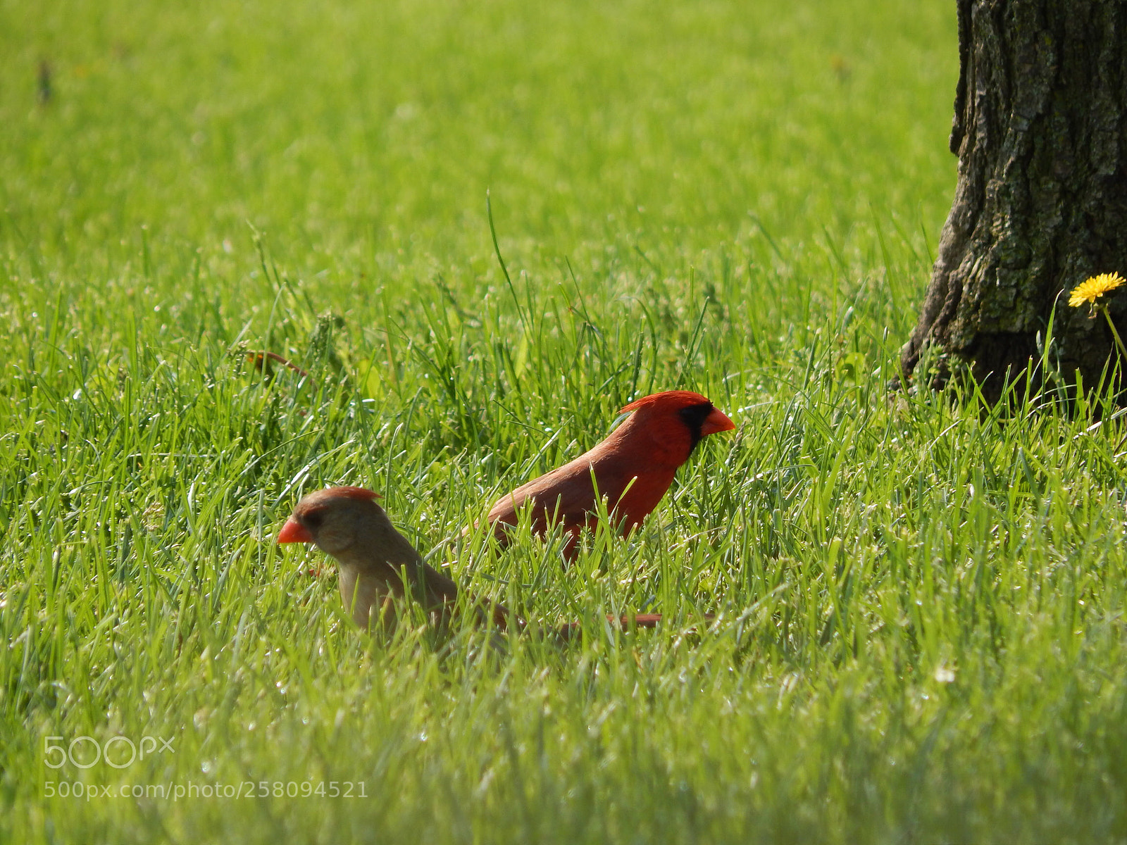 Nikon Coolpix L820 sample photo. All because two cardinals photography