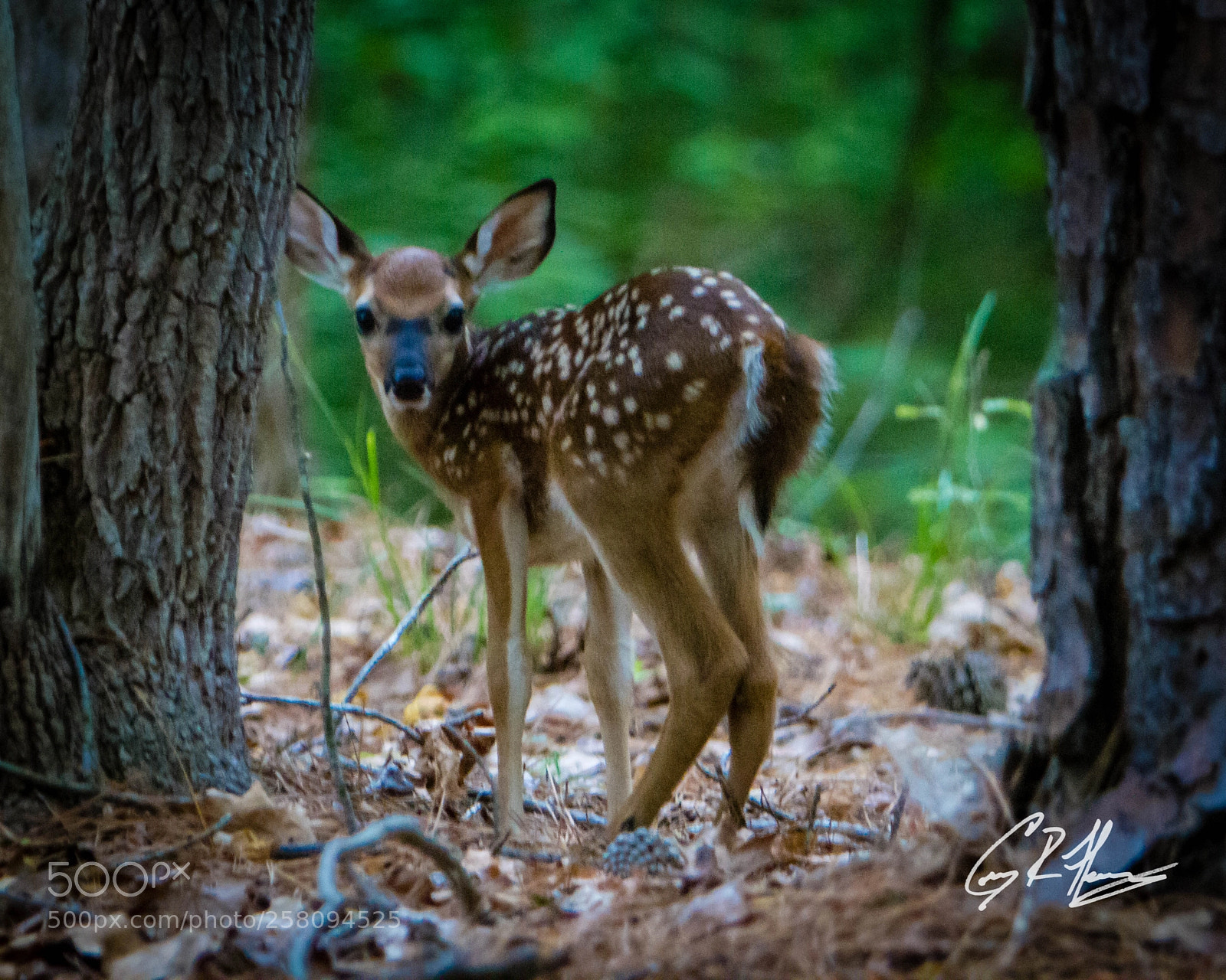 Canon EOS 7D sample photo. Untitled photography