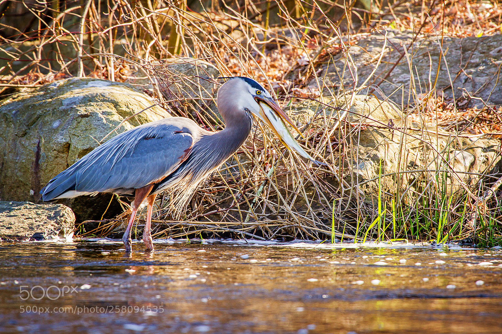Canon EOS 7D sample photo. Great blue heron fishing photography